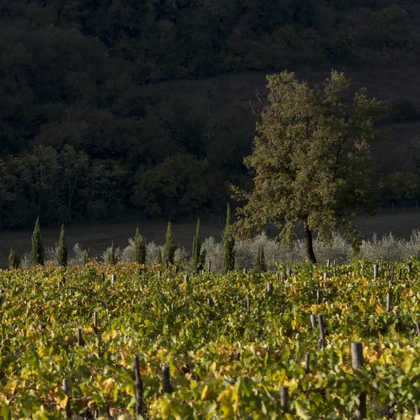 Vista Panorâmica Das Vinhas Vale Radda Chianti Toscana Itália — Fotografia de Stock