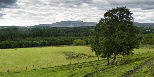 Γραφική Θέα Του Αγροτικού Τοπίου Κατά Συννεφιασμένο Ουρανό Σκωτσέζικα Highlands — Φωτογραφία Αρχείου