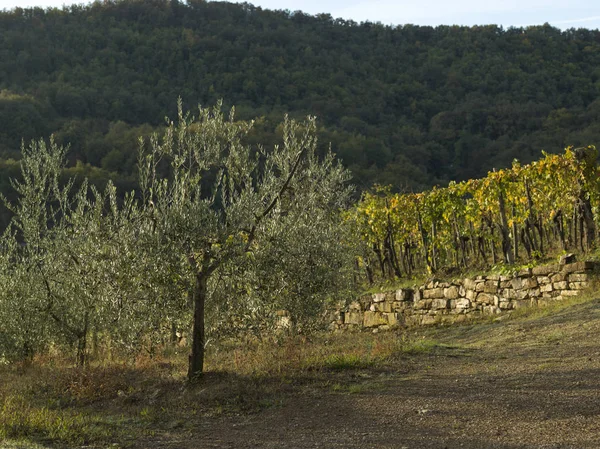 Malerischer Blick Auf Weinberge Toskana Italien — Stockfoto