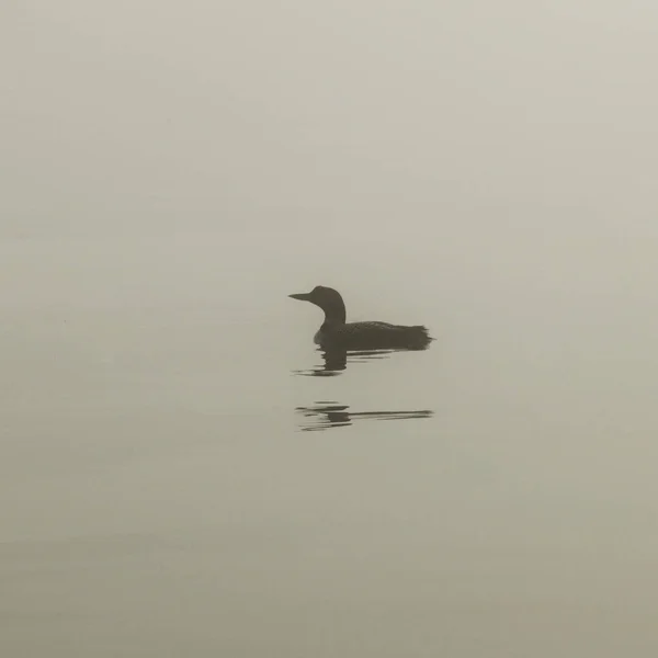 Common Loon Gavia Immer Nadando Lago Lake Woods Ontário Canadá — Fotografia de Stock