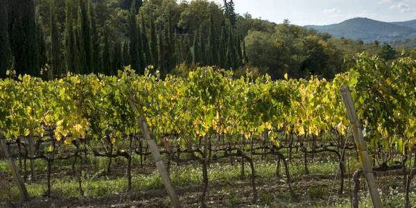 Talajközeli Nézet Szőlőskert Gaiole Chianti Toszkána Olaszország — Stock Fotó