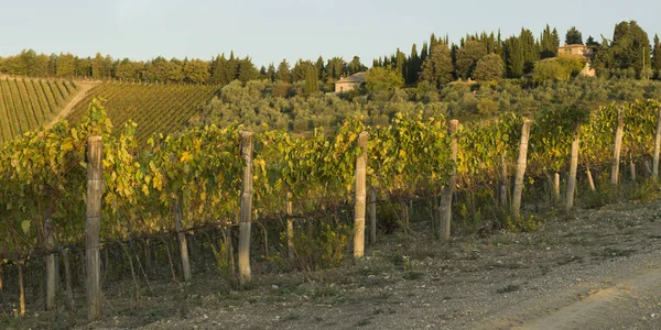 イタリア トスカーナ キャンティのブドウ畑 ブドウの木の表示 — ストック写真