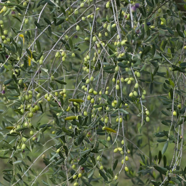 Close Berry Fruits Growing Tree Gaiole Chianti Tuscany Italy — Stock Photo, Image