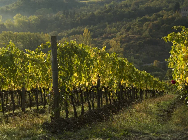Scenic View Vineyard Chianti Tuscany Italy — Stock Photo, Image