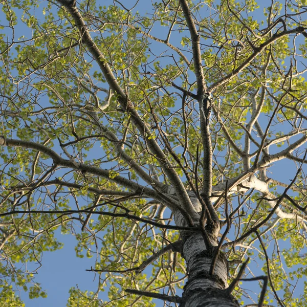 Árvore Verde Primavera — Fotografia de Stock