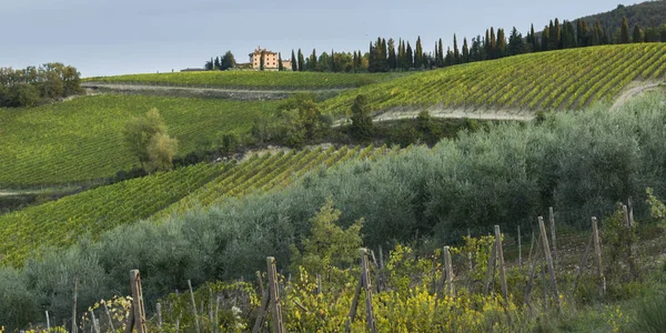 Blick Auf Weinreben Weinbergen Chianti Toskana Italien — Stockfoto