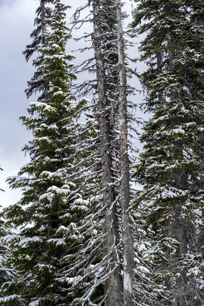 Χιόνι Κάλυψε Πεύκα Τον Χειμώνα Γουίστλερ British Columbia Καναδάς — Φωτογραφία Αρχείου