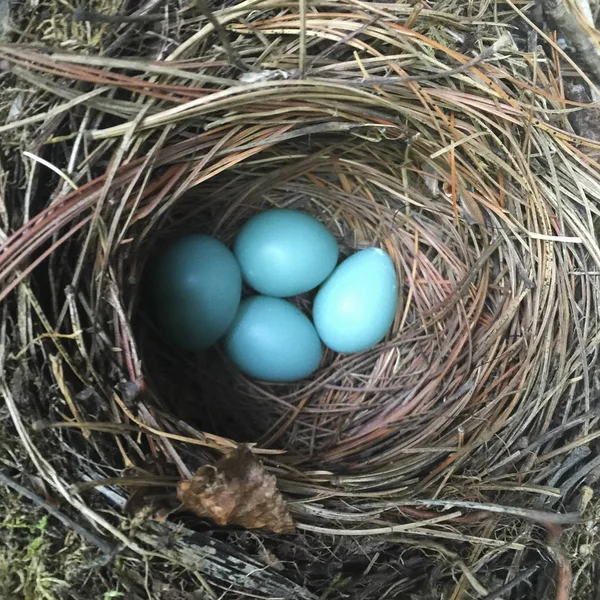 Robin Eggs Stock Photos Royalty Free Images Depositphotos Robin Eggs Stock Photos Royalty Free Images Depositphotos