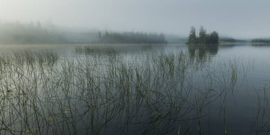 Göl, Kenora, Lake of The Woods, Ontario, Kanada içinde büyüyen sazlar