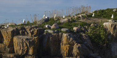 Akın kuş Gölü, Gölü of The Woods, Ontario, Kanada