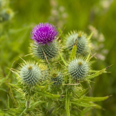 Thistle çiçek Close-Up bitki, Duncansby kafa, John o'kabuğu çıkarılmış tane, Caithness, İskoçya Highlands, İskoçya