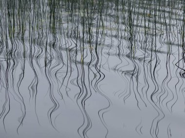 Reeds in the lake, Kenora, Lake of The Woods, Ontario, Canada clipart
