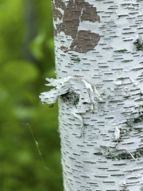 Bir ormanın bulanık arka planında huş ağacı
