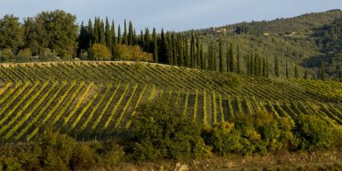 Satırları üzüm üzüm üzüm bağları, Toskana, İtalya