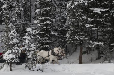 At atlı kızak, Lake Louise, Banff National Park, Alberta, Kanada