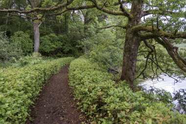 Yol ortasında, ormandaki ağaçlar Loch Oich, büyük Glen, İskoçya Highlands, İskoçya