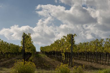 Doğal görünümünü üzüm bağları Valley, Radda in Chianti, Toskana, İtalya