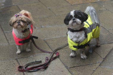 Kaldırım, San Marco, Venedik, Veneto, İtalya üzerinde duran küçük tur köpekler