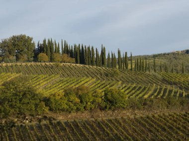 Görünümünü üzüm üzüm üzüm bağı, Chianti, Toskana, İtalya