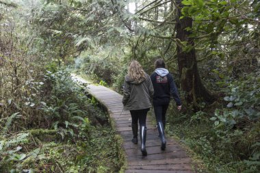 Bir ormandaki tahta üzerinde yürüyen turist Pasifik Kıyısı Milli Parkı rezerv, Estevan, Vancouver Adası, British Columbia, Kanada
