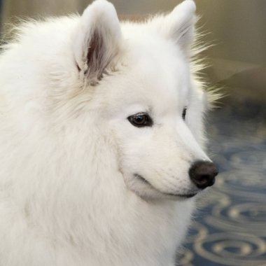 Sevimli beyaz köpek Close-Up