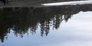 Yansıma yaprak dökmeyen ağaçları su, Pasifik Kıyısı Milli Parkı rezerv, Estevan, Vancouver Adası, British Columbia, Kanada