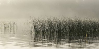 Göl, Kenora, Lake of The Woods, Ontario, Kanada içinde büyüyen sazlar