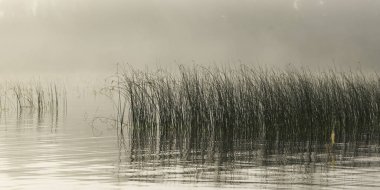 Reeds growing in the lake, Kenora, Lake of The Woods, Ontario, Canada clipart