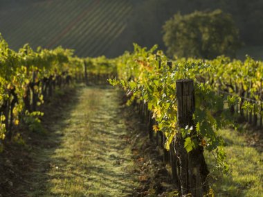 Doğal görünümünü üzüm bağları Valley, Radda in Chianti, Toskana, İtalya
