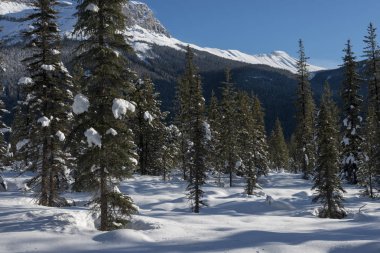 Kar kış, alan, British Columbia, Kanada dağ ağaçlarıyla kaplı