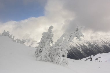 Karda donmuş ağaçlar dağ kışın, Whistler, British Columbia, Kanada kaplı.