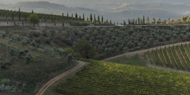 Doğal görünümünü üzüm bağları Valley, Radda in Chianti, Toskana, İtalya