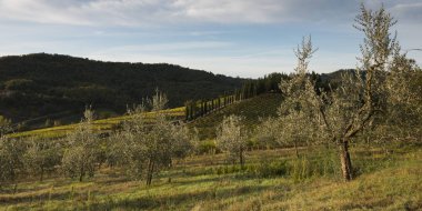 Doğal görünümü orchard ve bağ, Radda in Chianti, Toskana, İtalya