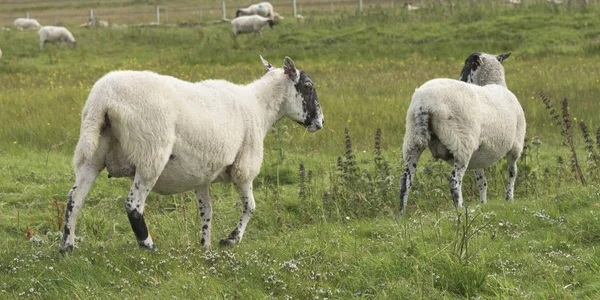 Ovejas Pastando Campo John Groats Caithness Scottish Highlands Scotland — Foto de Stock