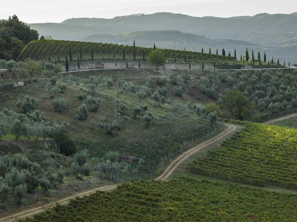 Schilderachtig Uitzicht Wijngaarden Van Vallei Radda Chianti Toscane Italië — Stockfoto