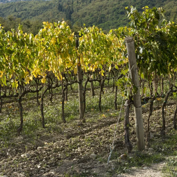 Malebný Pohled Vinic Chianti Toskánsko Itálie — Stock fotografie