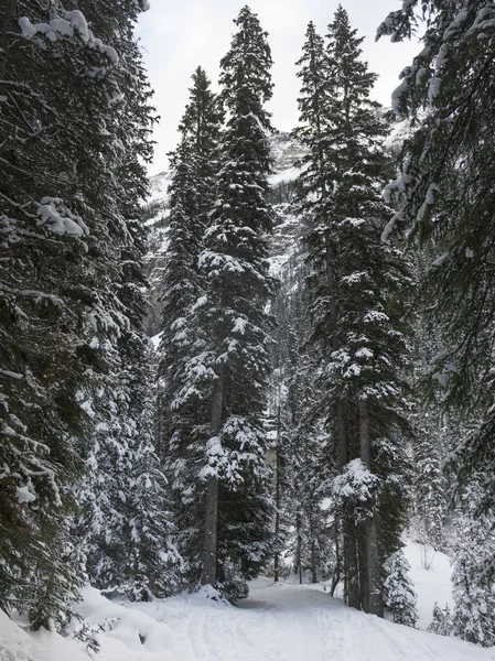 Μονοπάτι Μέσα Από Δάσος Των Χιόνι Κάλυψε Δέντρα Λίμνη Λουίζ — Φωτογραφία Αρχείου