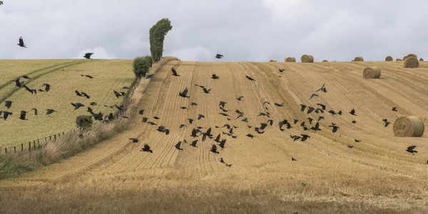 Manada Aves Que Vuelan Campo Agrícola Escocia — Foto de Stock