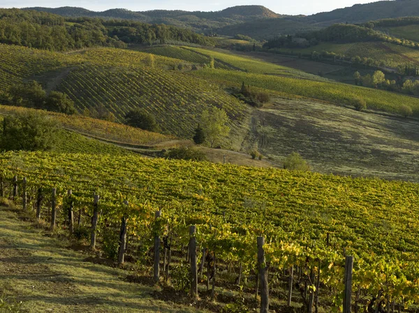 Vista Panorâmica Das Vinhas Toscana Itália — Fotografia de Stock