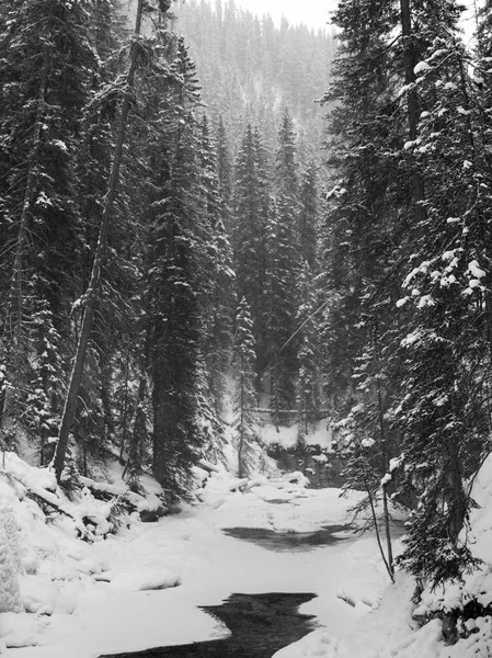 雪に覆われた森 ジョンストン キャニオン カナダ アルバータ州バンフ国立公園内を流れる — ストック写真