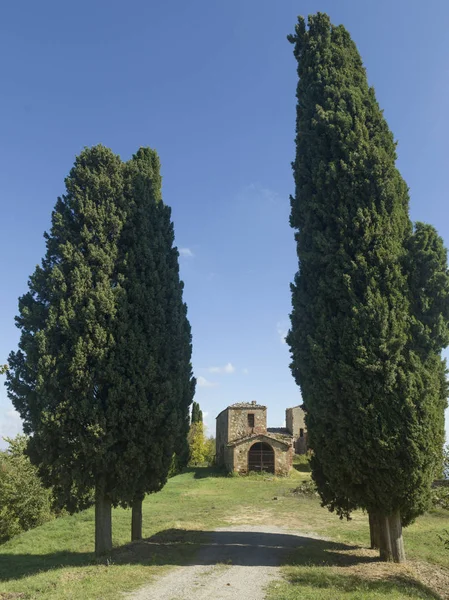 Árvores Que Revestem Estrada Terra Para Quinta Toscana Itália — Fotografia de Stock