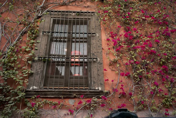 Rośliny Rosnące Wzdłuż Okna Domu San Miguel Allende Guanajuato Meksyk — Zdjęcie stockowe