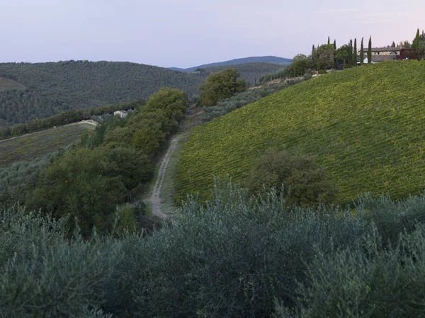 Malerischer Blick Auf Weinberge Toskana Italien — Stockfoto