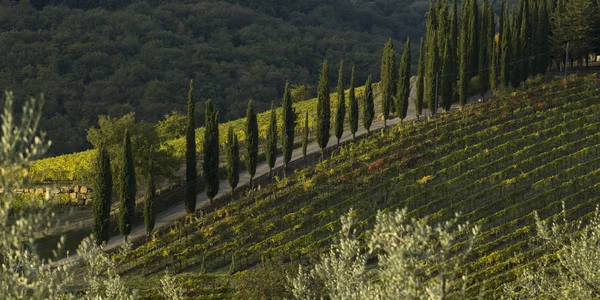 Vista Aérea Das Vinhas Vale Radda Chianti Toscana Itália — Fotografia de Stock