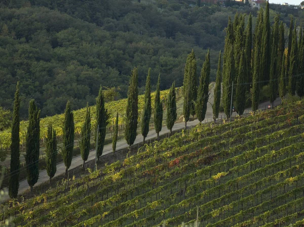 Vista Aérea Das Vinhas Vale Radda Chianti Toscana Itália — Fotografia de Stock