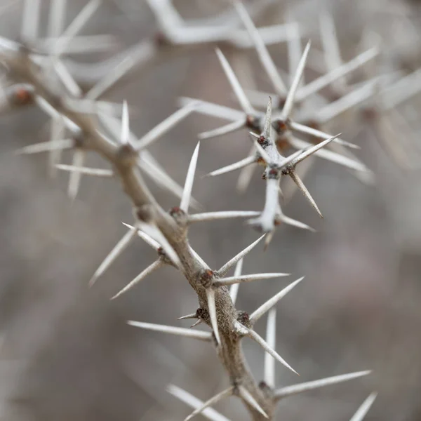 墨西哥纳华的尖刺植物上的荆棘特写 — 图库照片