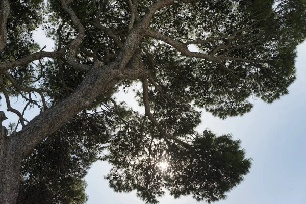 Vista Baixo Ângulo Árvore Contra Céu Campania Itália — Fotografia de Stock