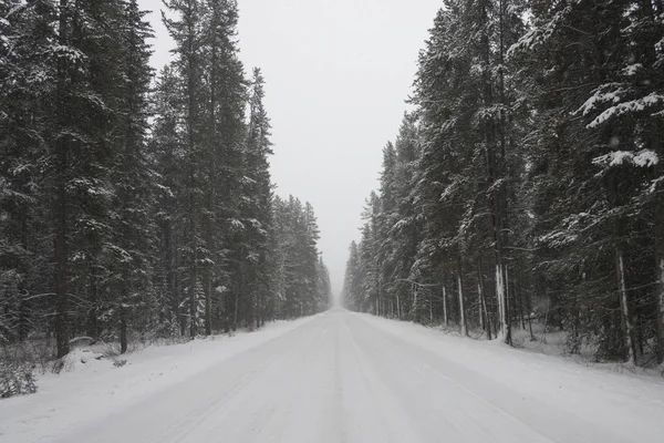 Hóval Borított Úton Fák Johnson Canyon Banff Nemzeti Parkban Alberta — Stock Fotó