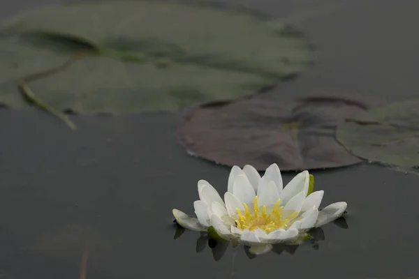 Close Uma Flor Lírio Água Lago Lake Woods Ontário Canadá — Fotografia de Stock