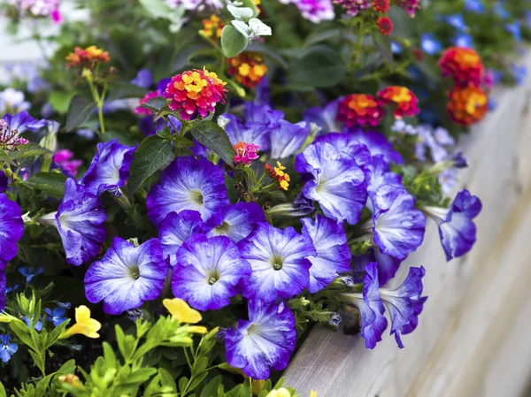 Lila Blommor Trädgården — Stockfoto